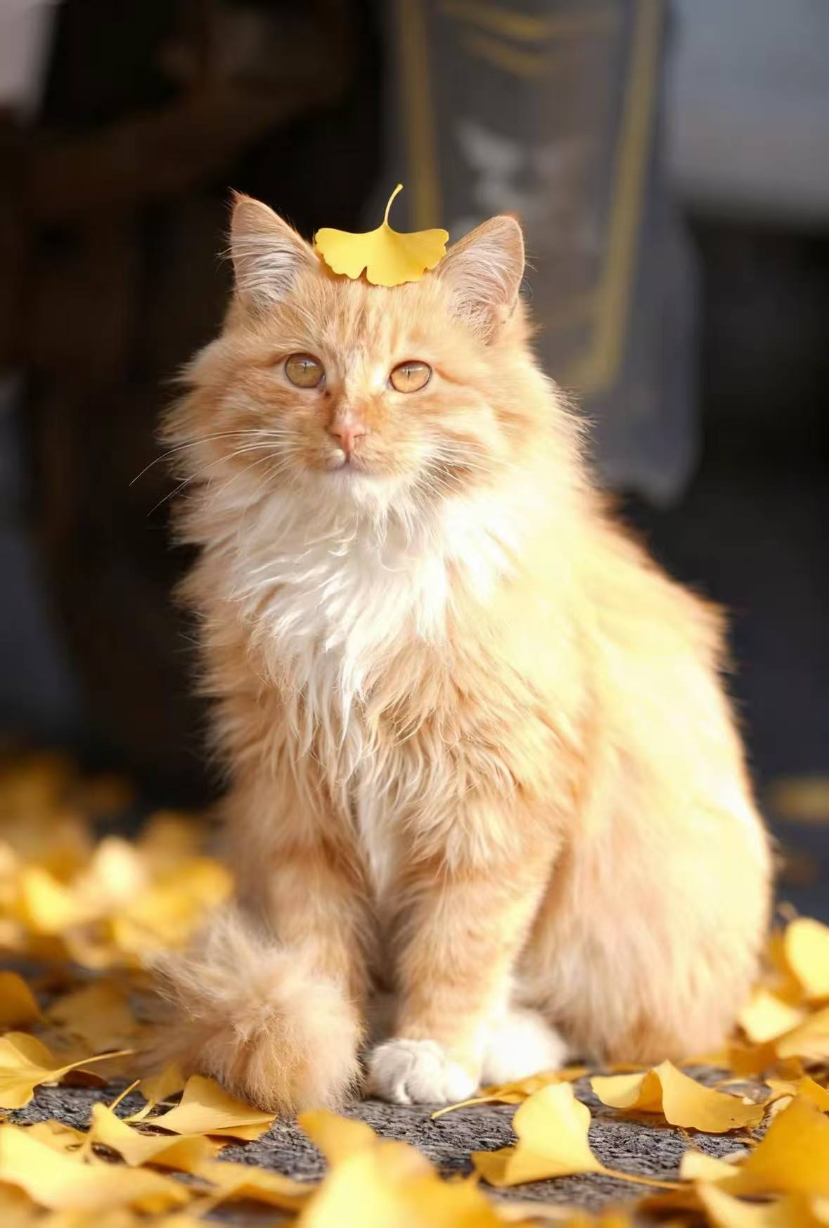 国产精品爽爽久久久久久竹菊