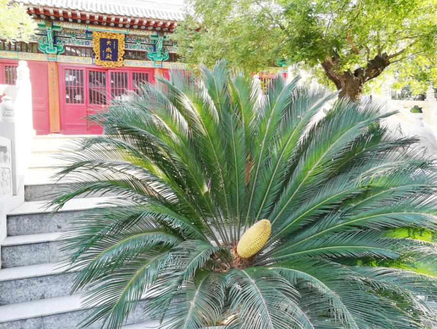 国产精品爽爽久久久久久竹菊