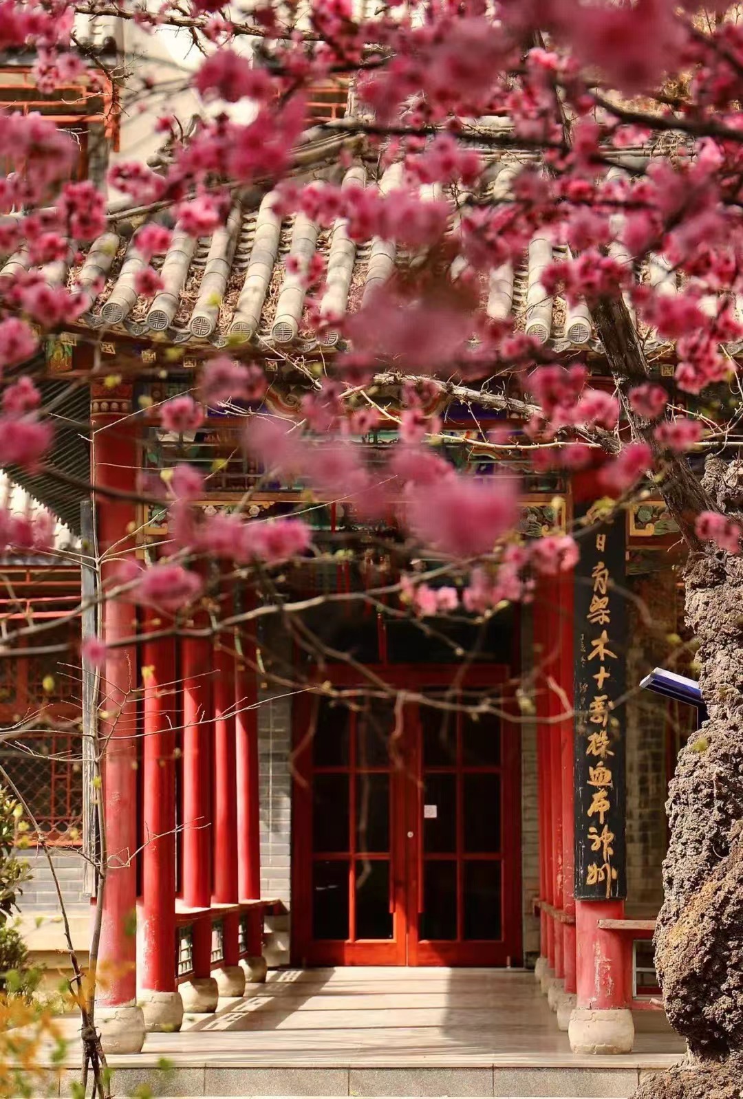 国产精品爽爽久久久久久竹菊