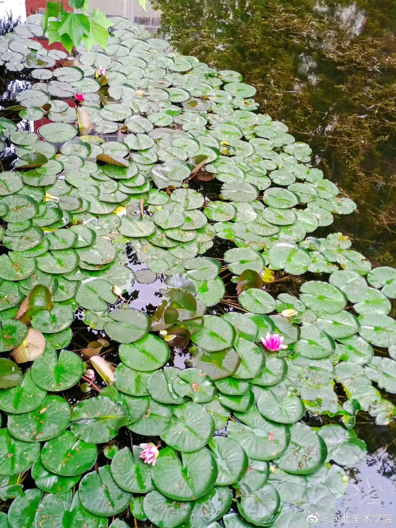 国产精品爽爽久久久久久竹菊