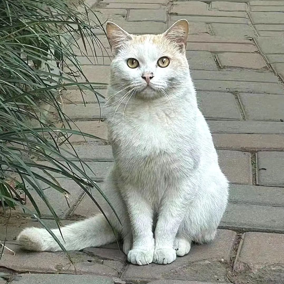 国产精品爽爽久久久久久竹菊