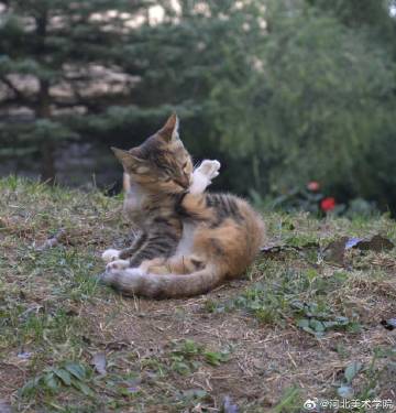 国产精品爽爽久久久久久竹菊