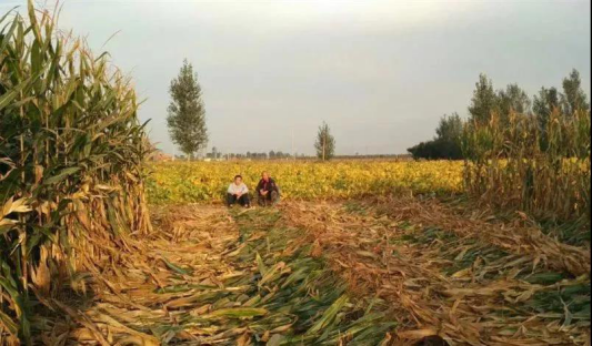 国产精品爽爽久久久久久竹菊