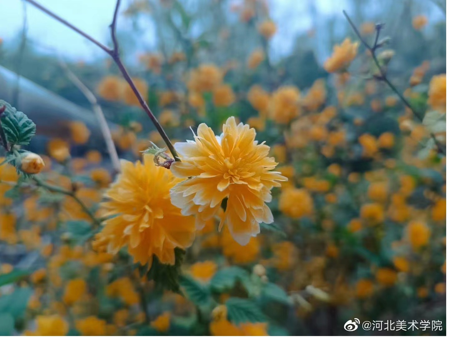 国产精品爽爽久久久久久竹菊