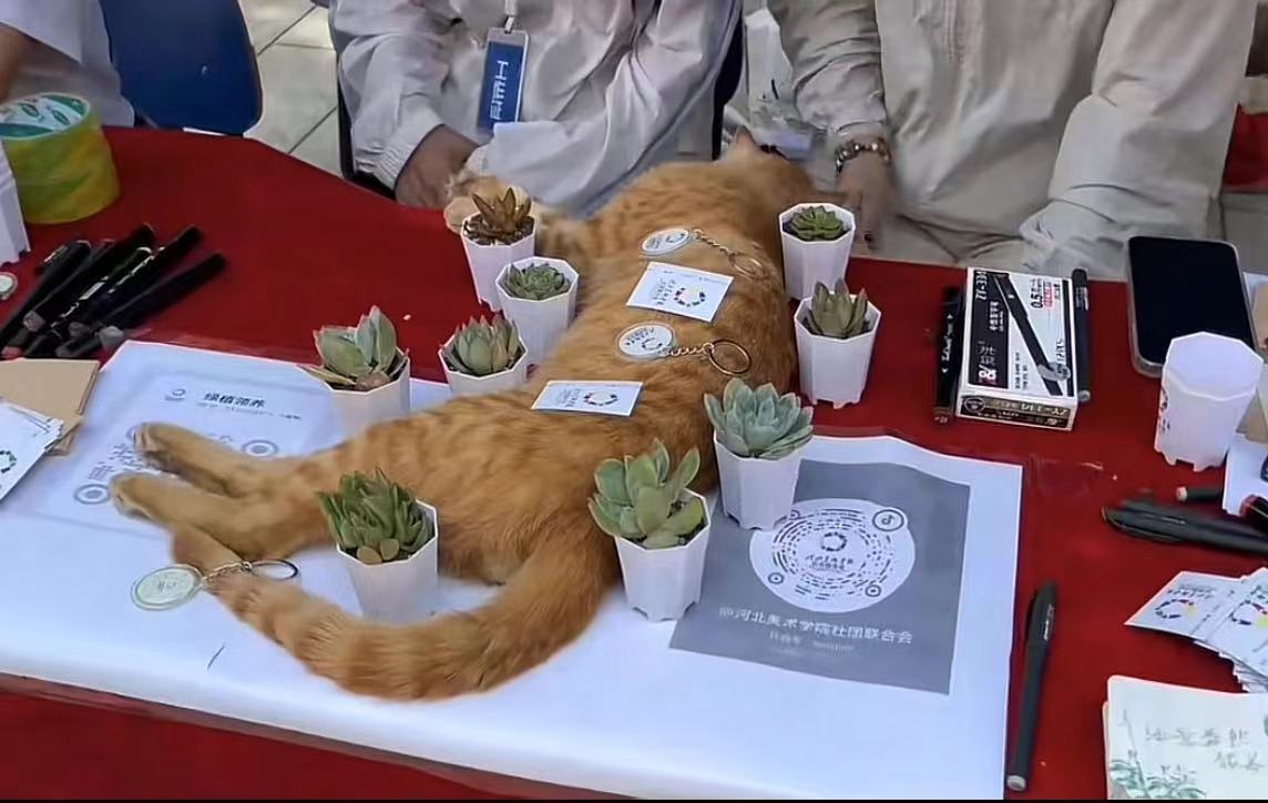 国产精品爽爽久久久久久竹菊