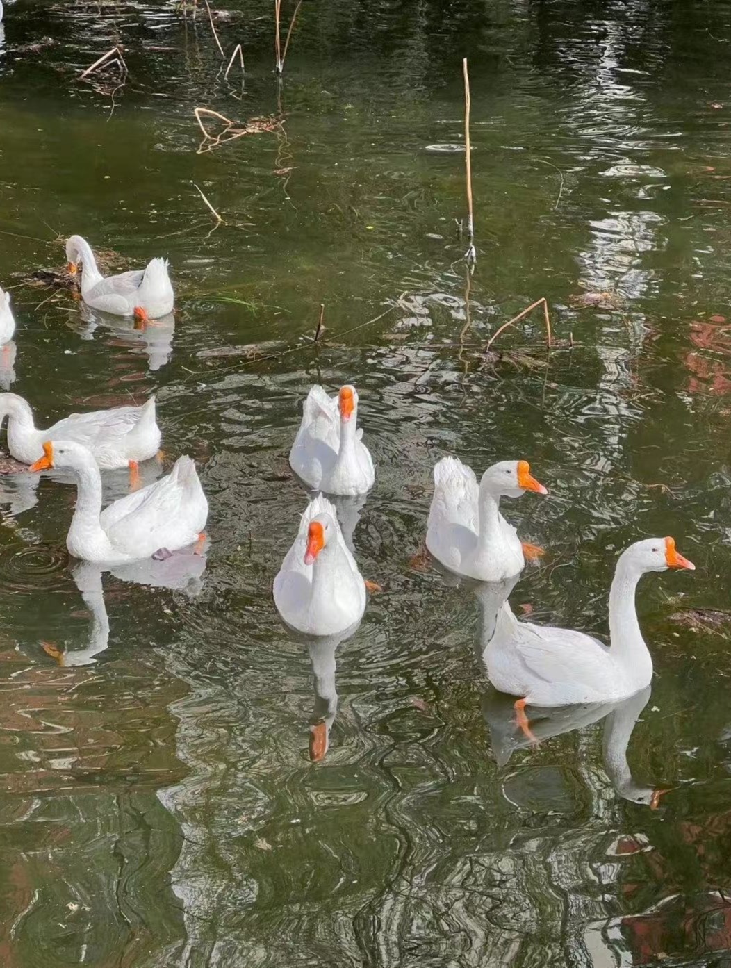 国产精品爽爽久久久久久竹菊