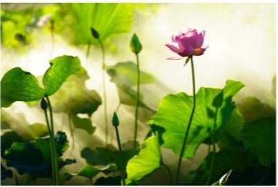 国产精品爽爽久久久久久竹菊