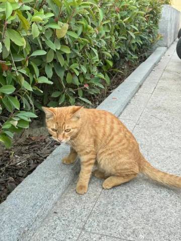 国产精品爽爽久久久久久竹菊