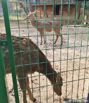 国产精品爽爽久久久久久竹菊