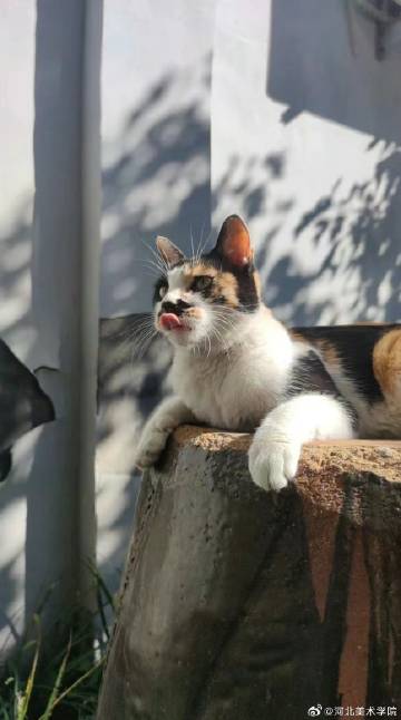 国产精品爽爽久久久久久竹菊